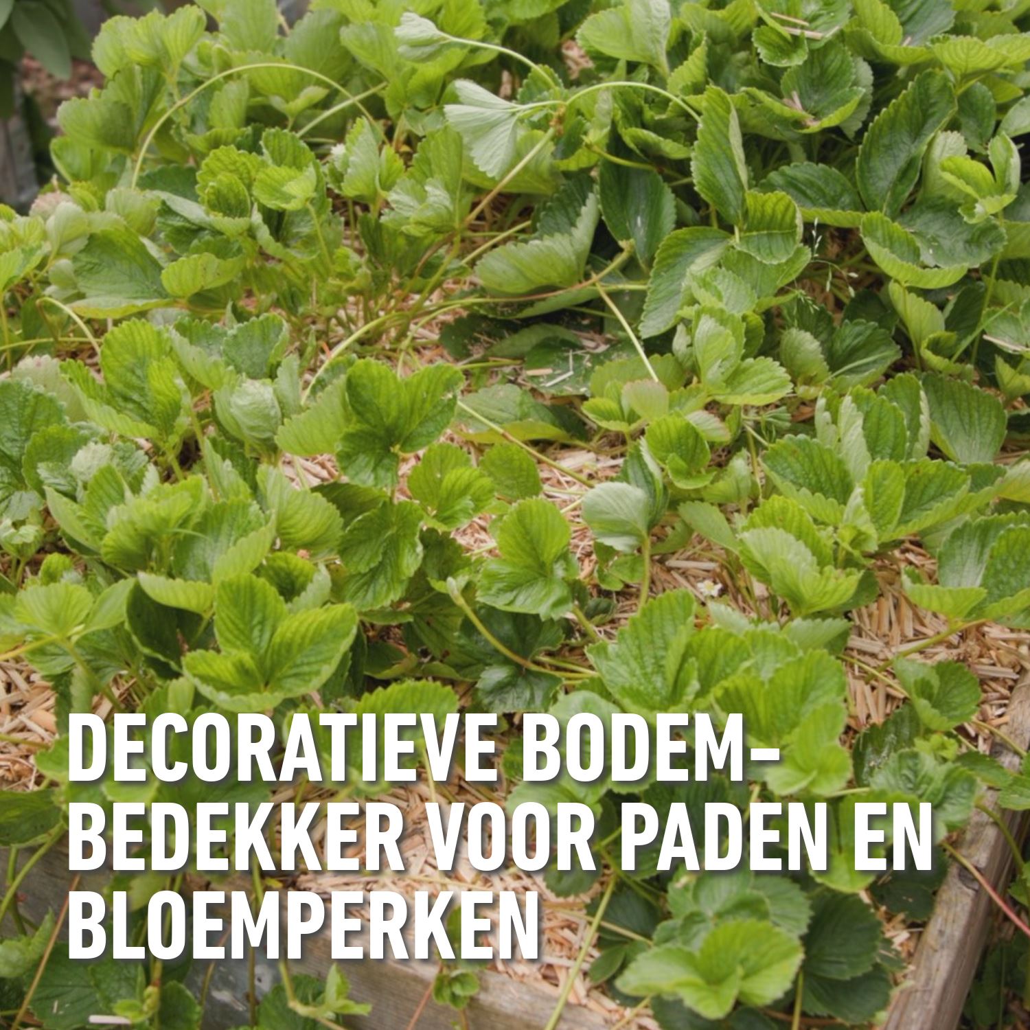 Turf-Miscanthus-50-L