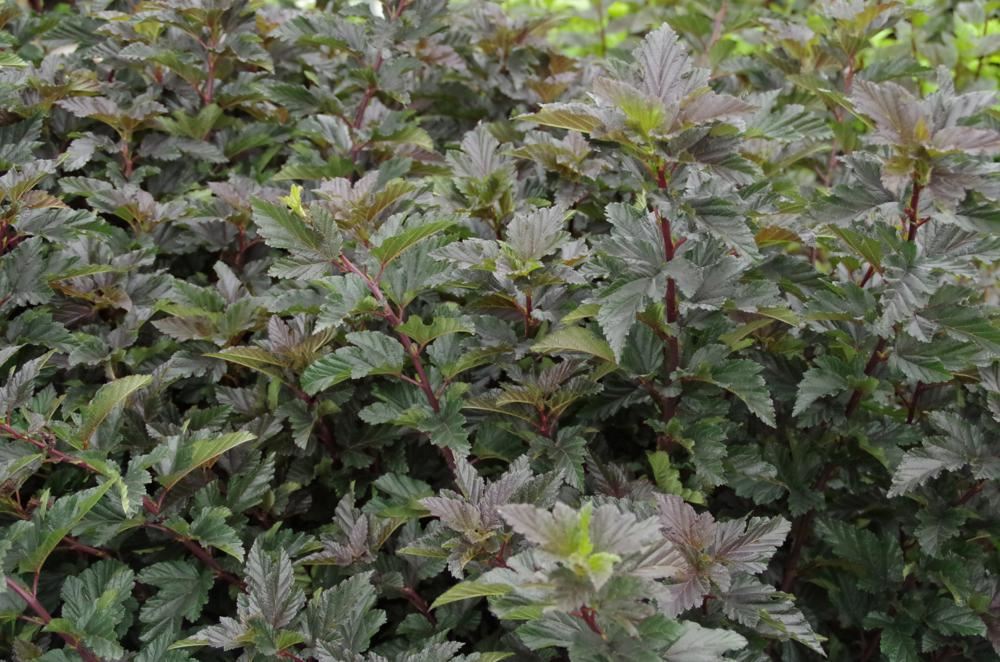 Plantenfiche-Physocarpus-opulifolius-Red-Baron-