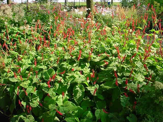 Plantenfiche-Persicaria-amplexicaulis-Firedance-