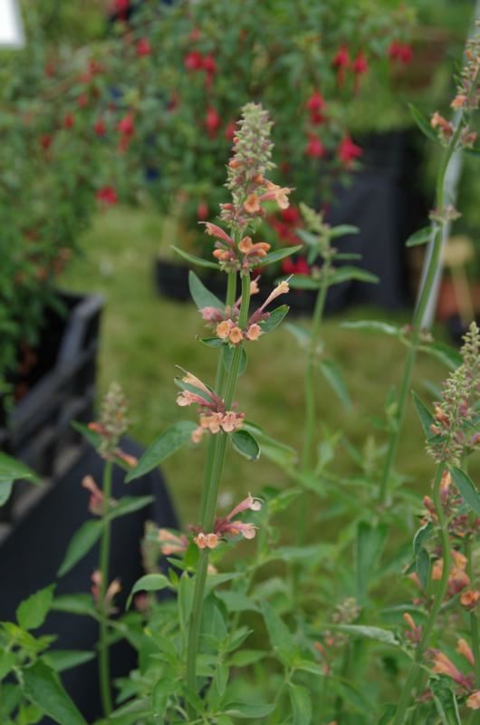 Plantenfiche-Agastache-Kolibri-