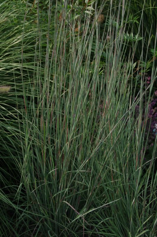 Plantenfiche-Schizachyrium-scoparium-Blue-Heaven-