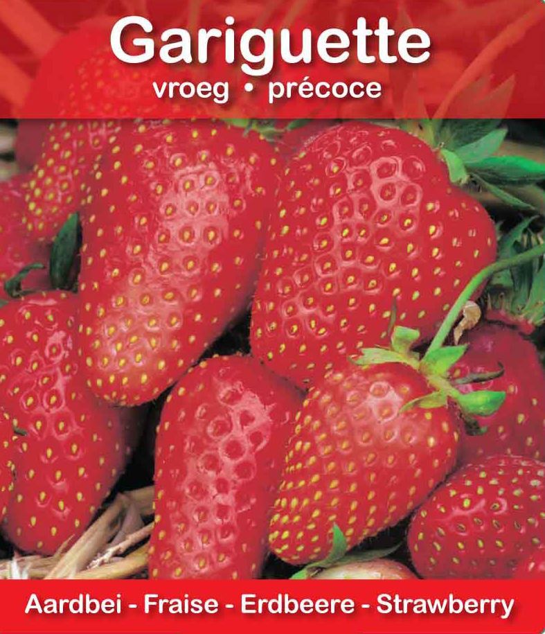 Plantenfiche-Fragaria-x-ananassa-Gariguette-Aardbei-Gariguette-