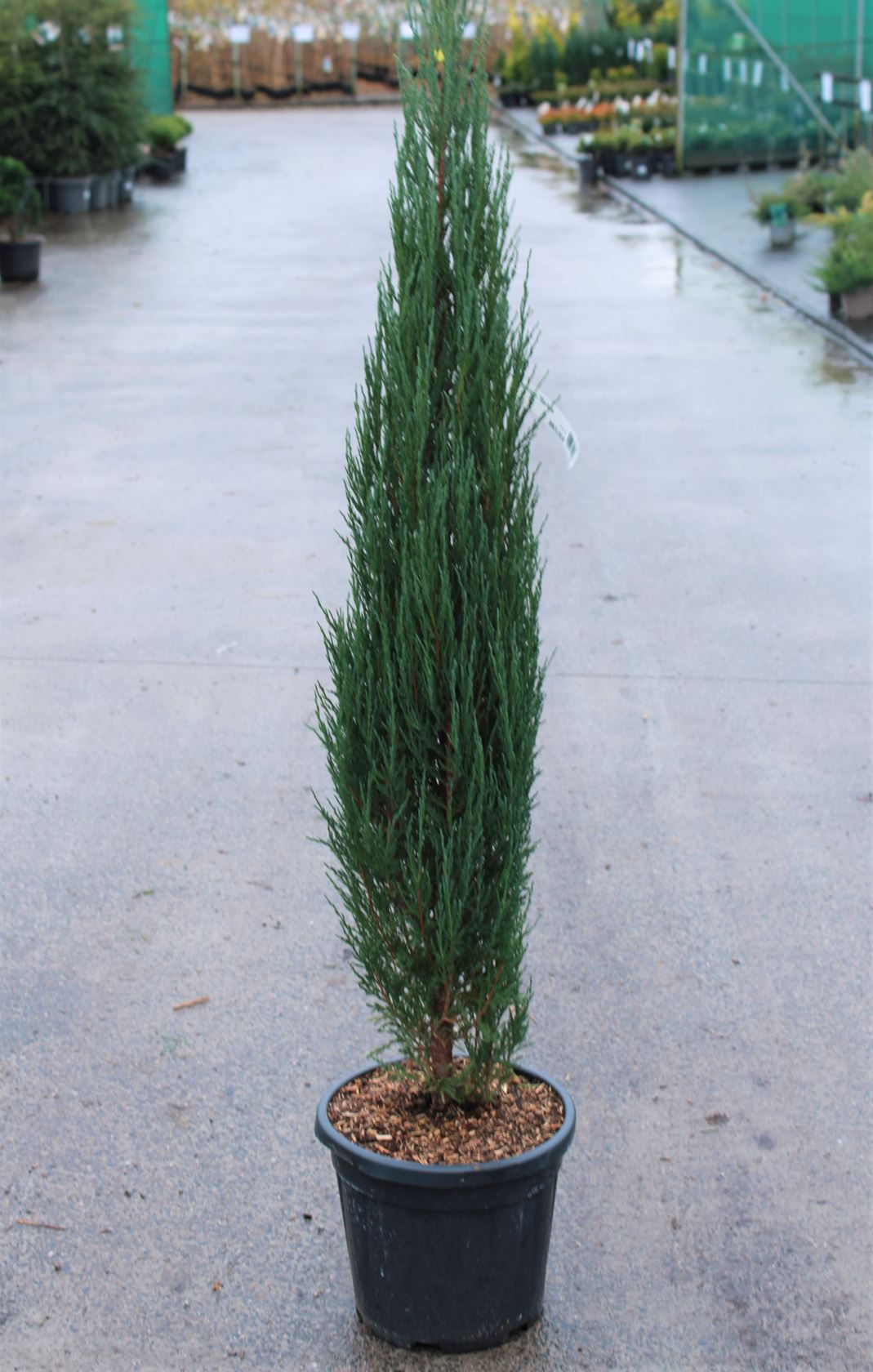 Juniperus scopulorum 'Blue Arrow' - pot 15L - 140-160 cm