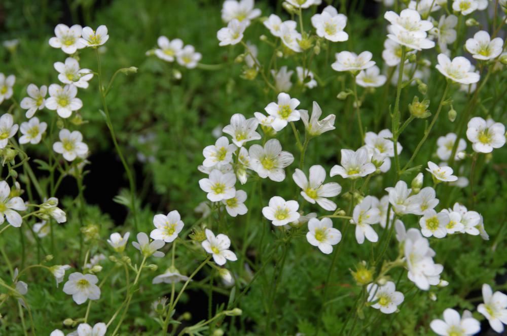 Plantenfiche-Saxifraga-Schneeteppich-