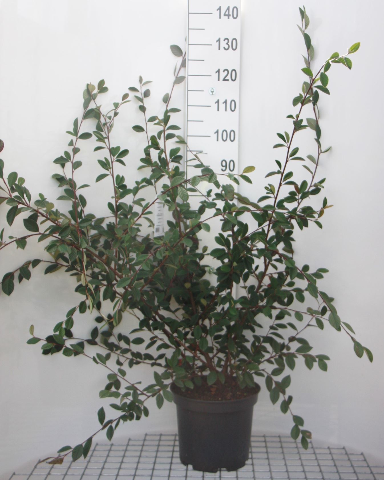 Cotoneaster lacteus - pot 10L - 60-80 cm