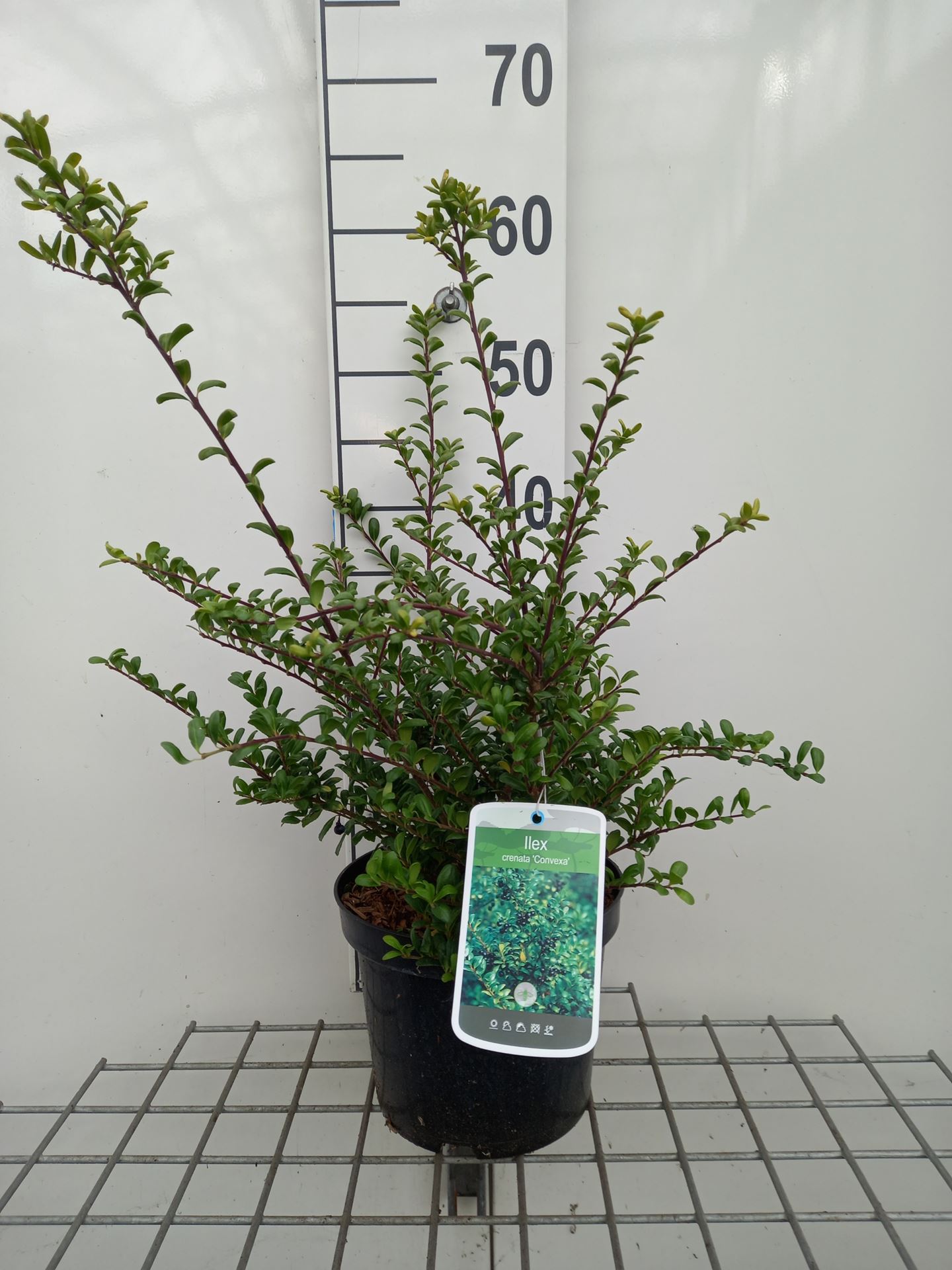 Ilex crenata 'Convexa' - pot - 30-40 cm
