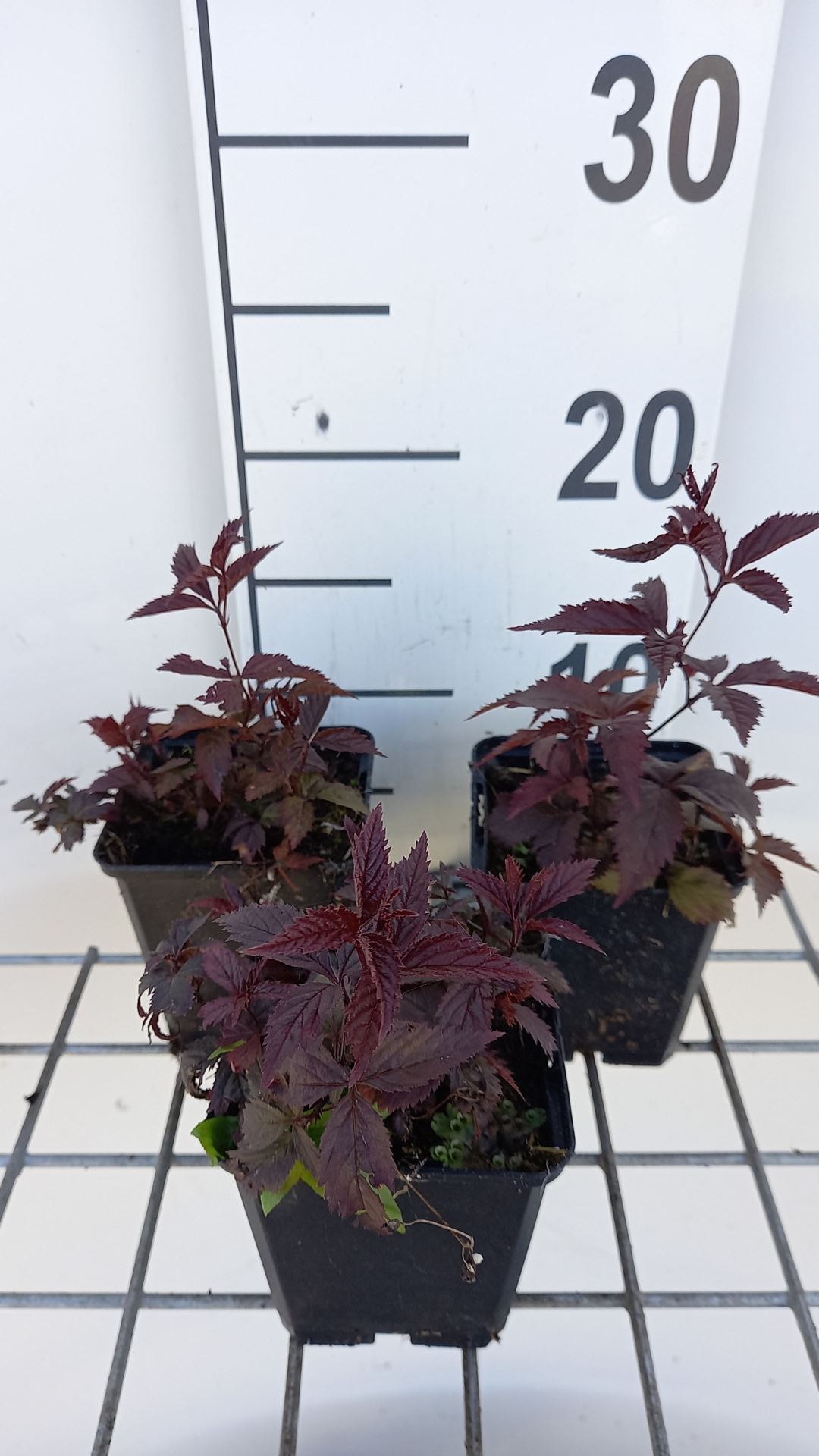 Gillenia trifoliata 'Pink Profusion' - pot 9x9 cm