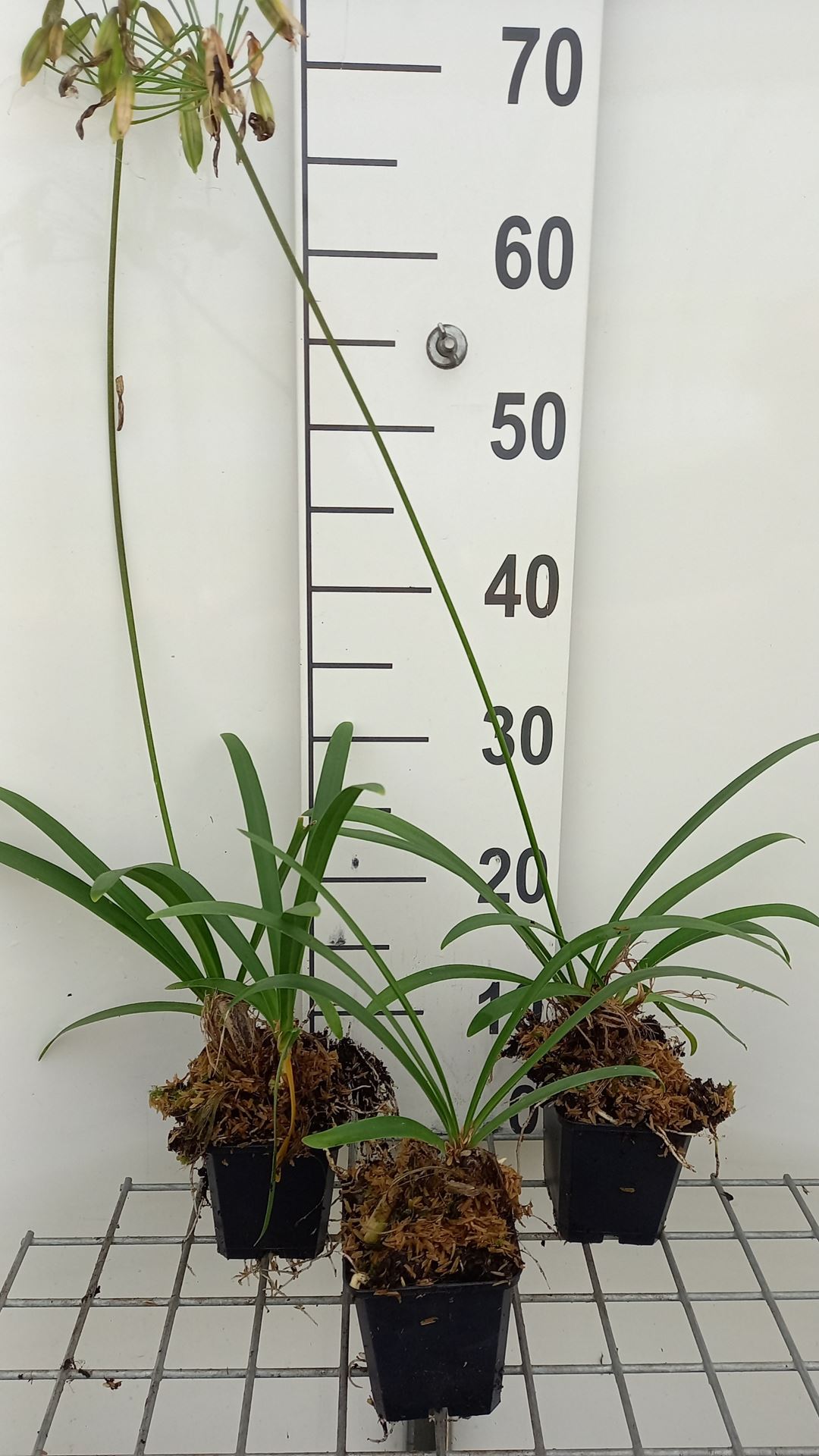Agapanthus Headburn Hybrids - pot 9x9 cm