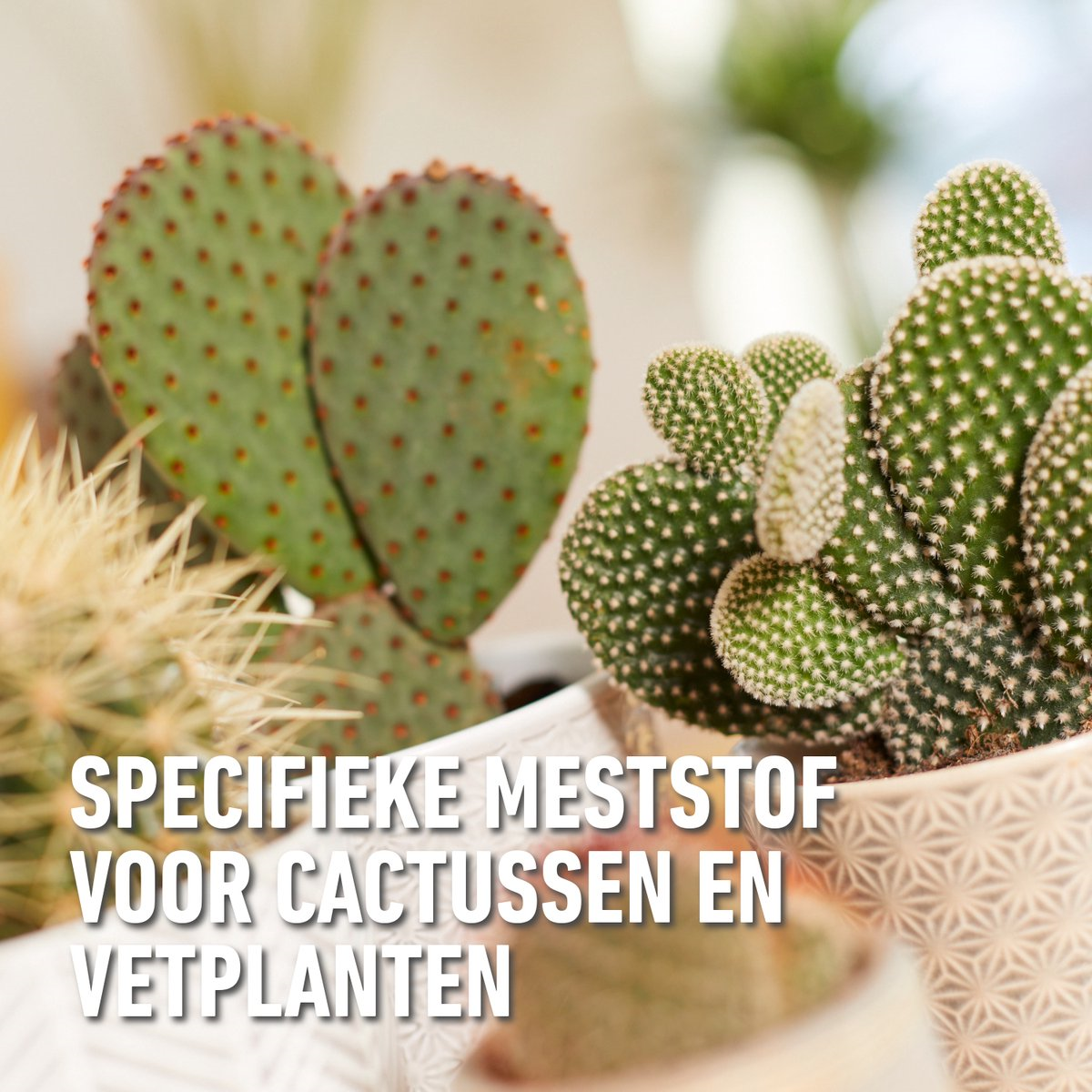 Compo vloeibare meststof voor cactus en vetplanten - 250ml