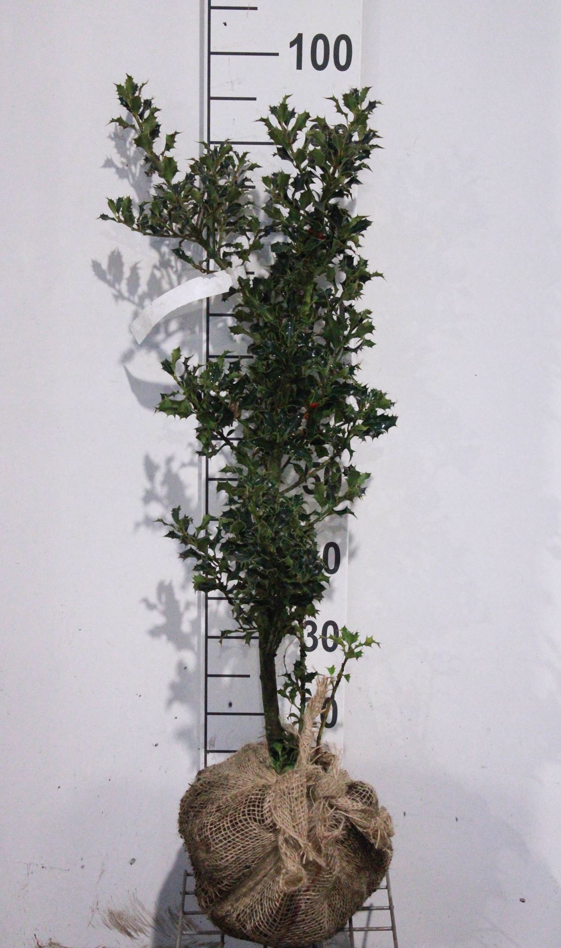 Ilex aquifolium 'Alaska' - clod of earth - 60-80 cm