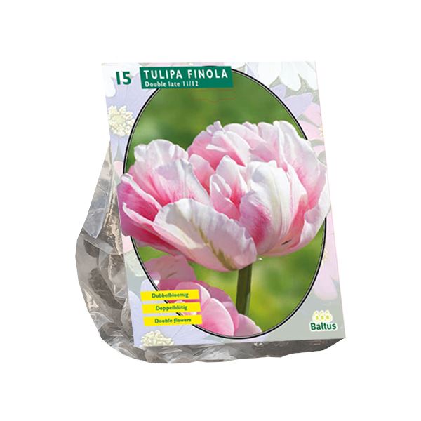 Tulipa-Dubbel-Laat-Finola-per-15