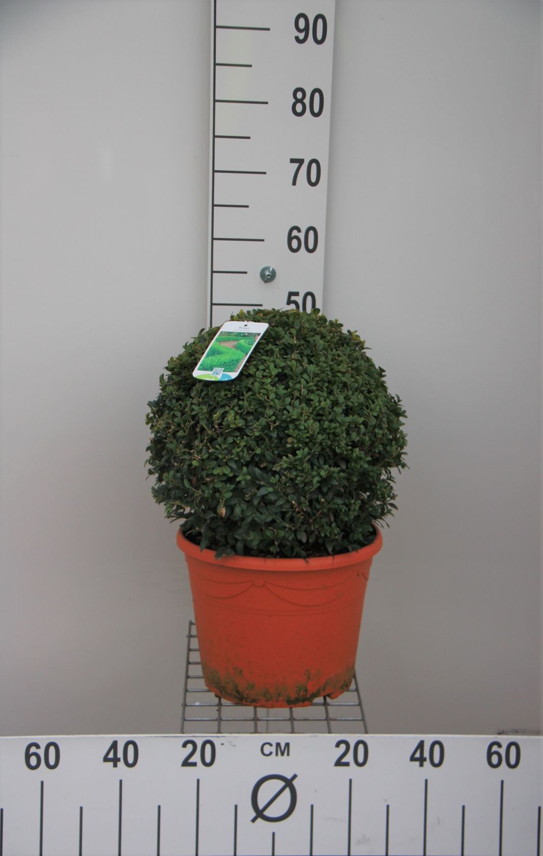 Buxus sempervirens - pot - spherical shape - ø35+ cm