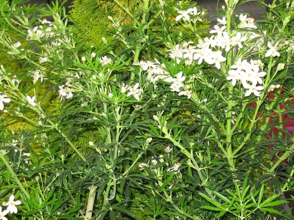 Plantenfiche-Choisya-ternata-Londaz-White-Dazzler-