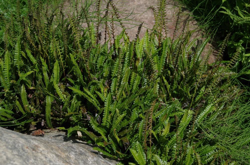 Plantenfiche-Blechnum-penna-marina