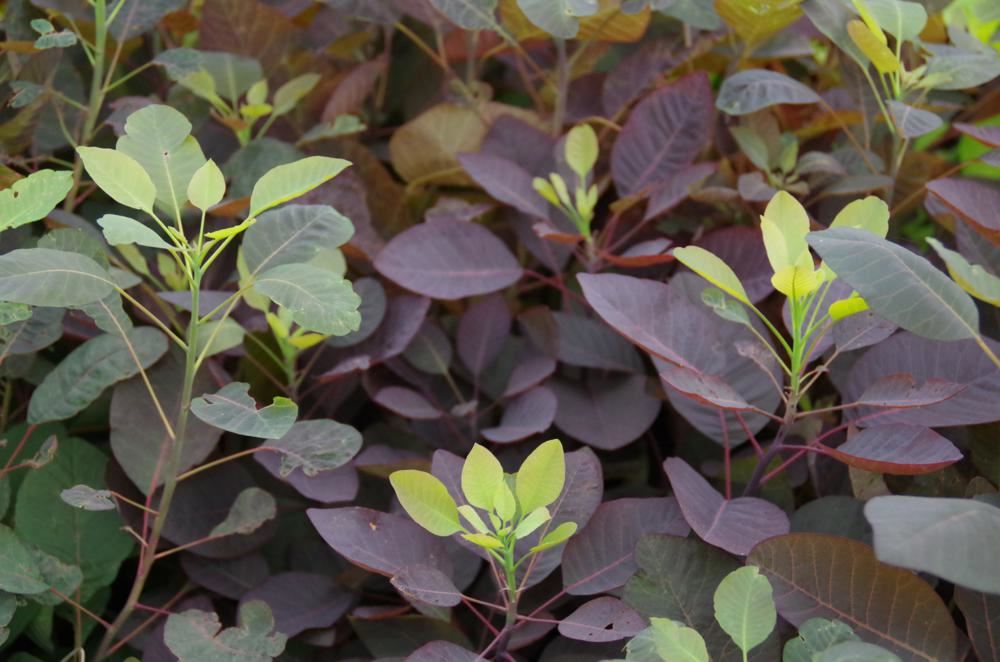 Plantenfiche-Cotinus-Grace-