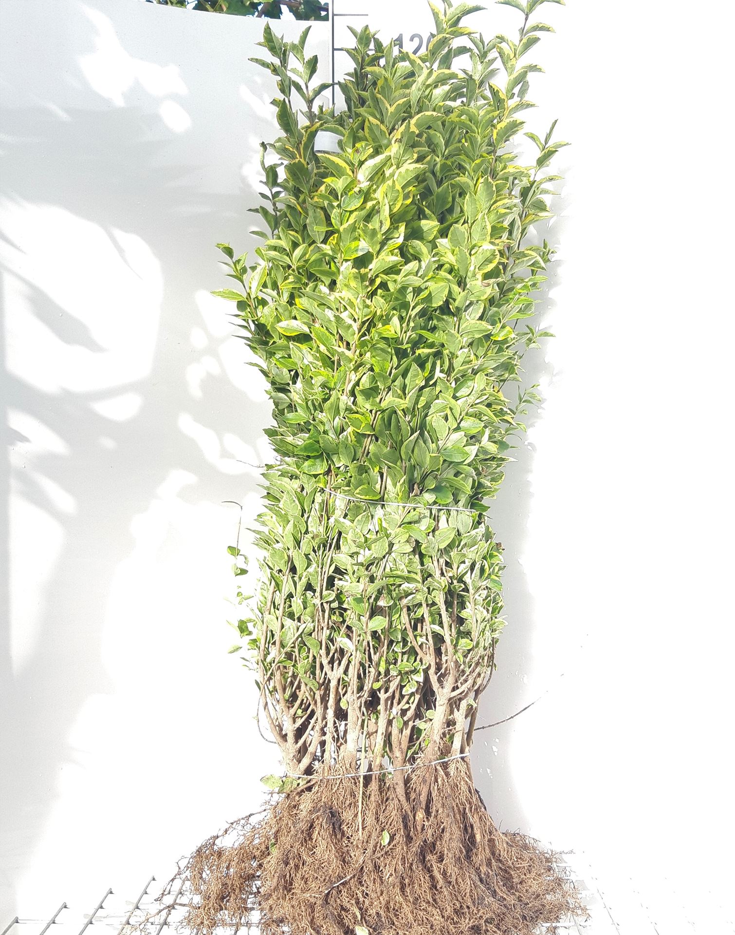 Ligustrum ovalifolium 'Aureum' - blote wortel - 60-90 cm