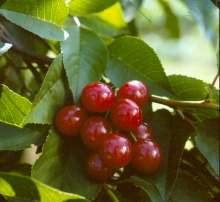 Plantenfiche-Prunus-cerasus-Morello-Zure-kers-