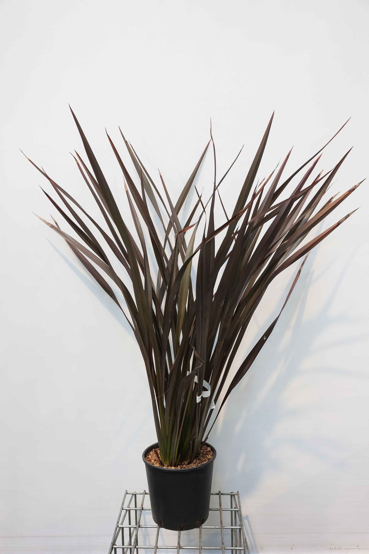 Phormium tenax 'Purpureum' - pot 10L - 60-80 cm