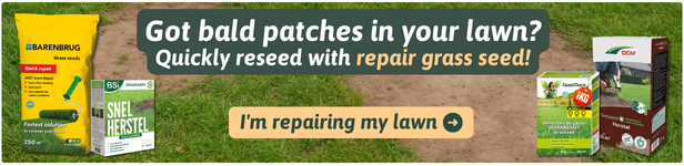 repair bare patches in lawn