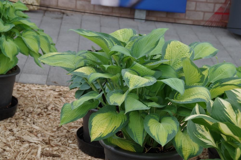 Plantenfiche-Hosta-Paul-s-Glory-