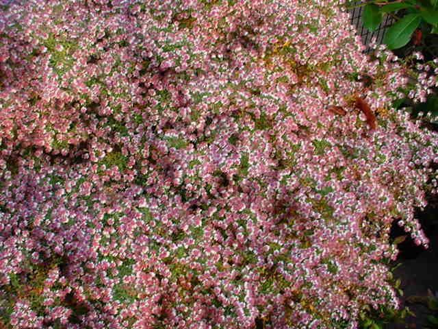 Plantenfiche-Aster-lateriflorus-Horizontalis-