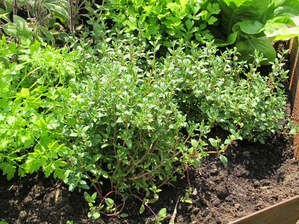Plantenfiche-Thymus-vulgaris-Tijm-