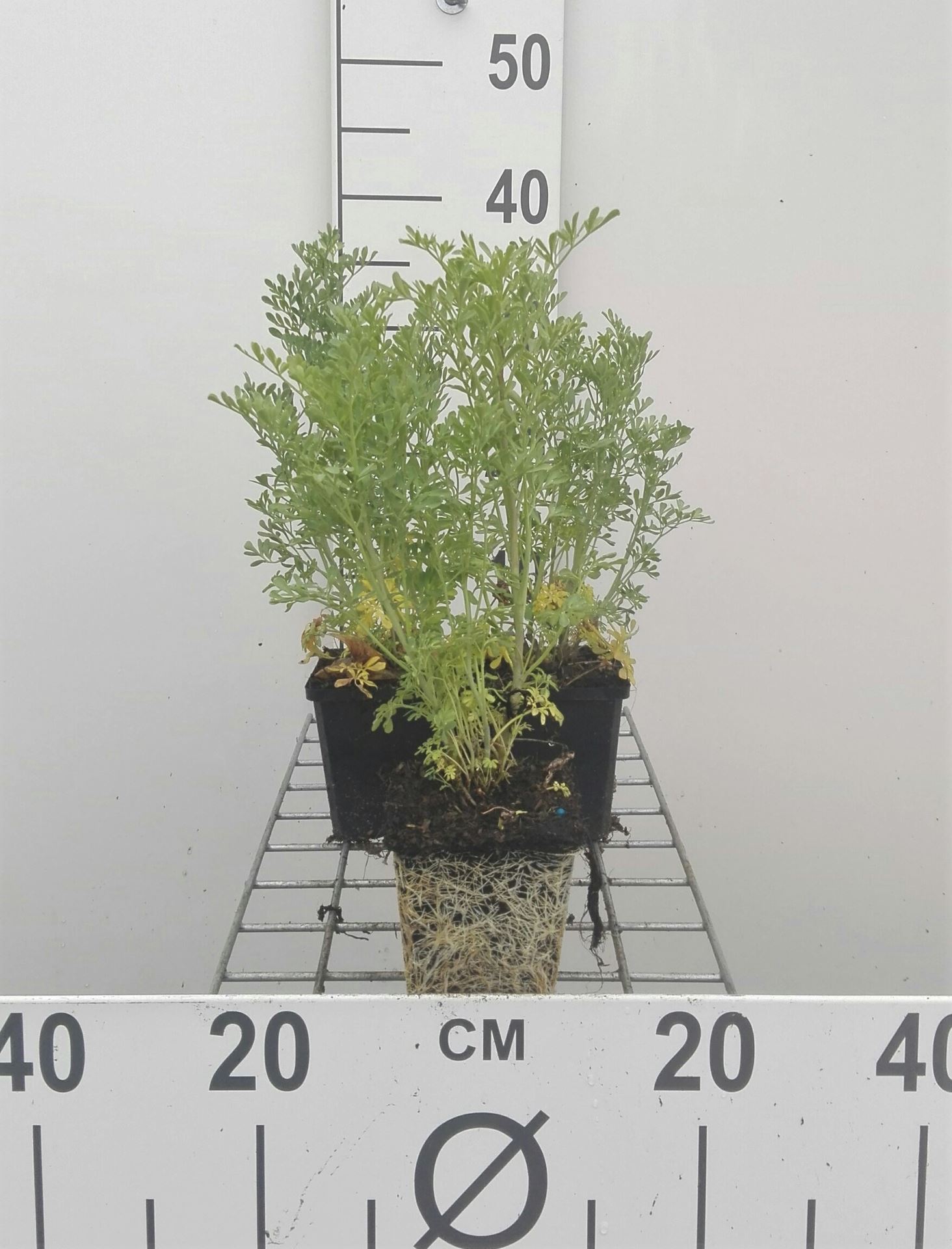Wijnruit - pot 9x9 cm (Ruta graveolens)
