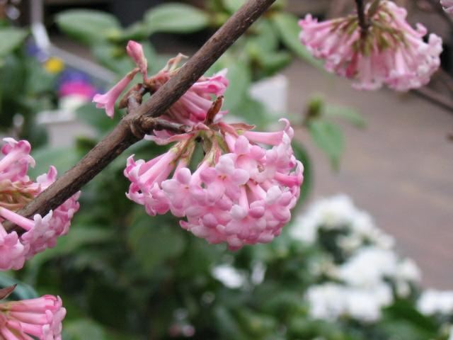 Plantenfiche-Viburnum-x-bodnantense-Dawn-
