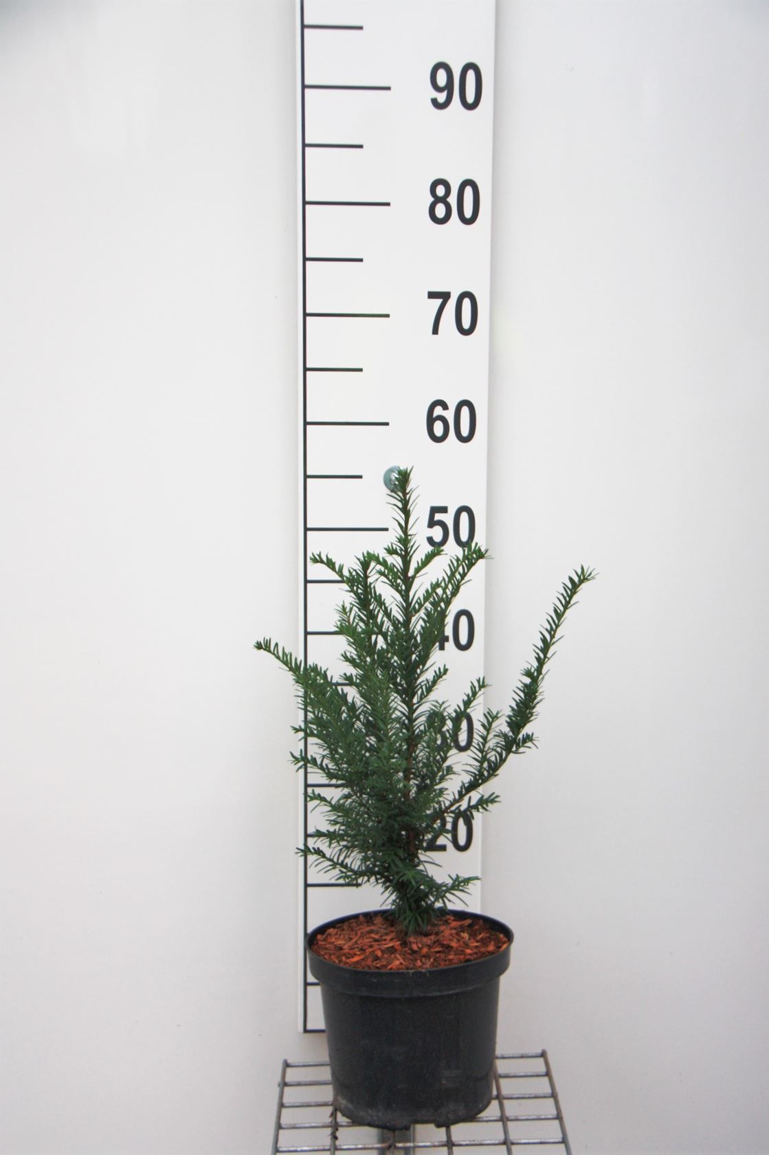 Taxus baccata - pot - 30-40 cm - bush