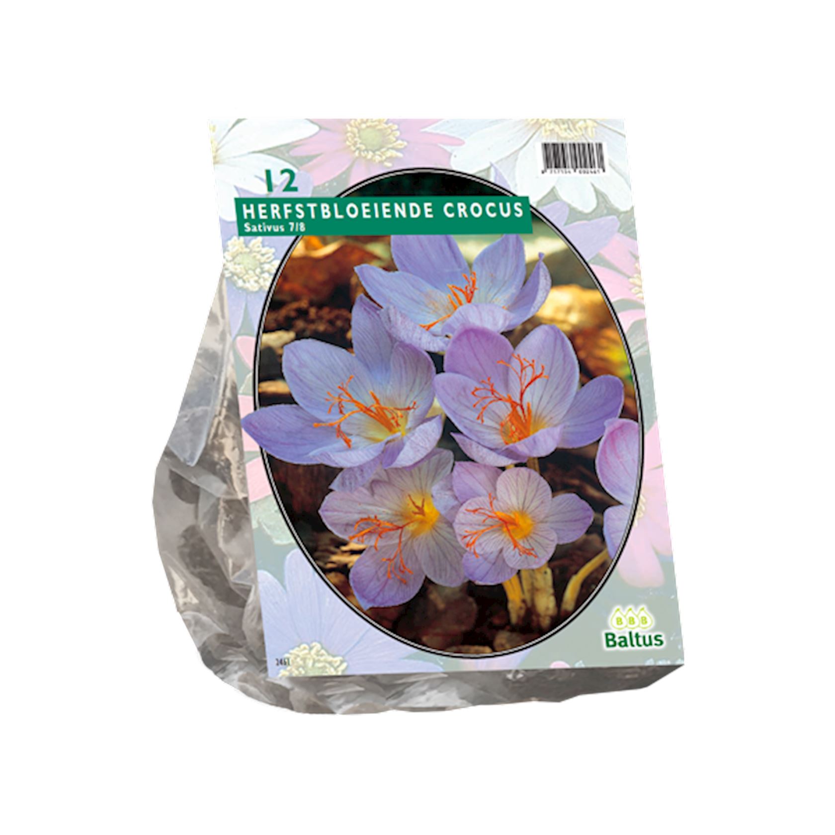 Baltus 'Crocus Sativus (floraison automnale)' bulbes de printemps - 12 bulbes