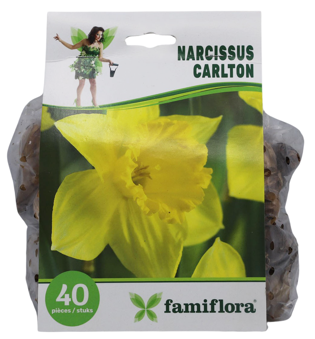 Famiflora Narcissus Carlton - 40 bulbes - Bulbes à floraison printanière