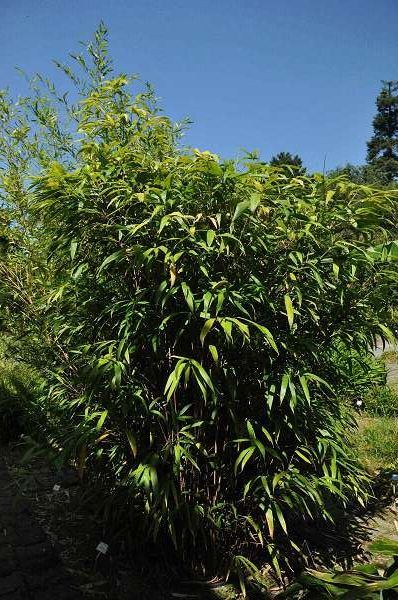 Pseudosasa japonica - pot 35L - 175-200 cm