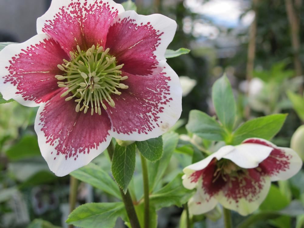 Plantenfiche-Helleborus-orientalis-White-Lady-Spotted-