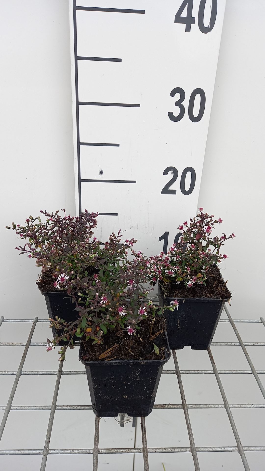 Aster lateriflorus 'Prince' - pot 9x9 cm