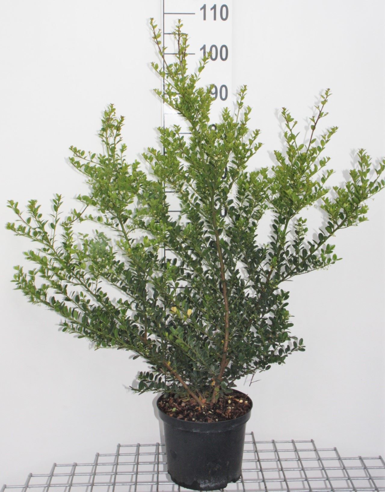 Ilex crenata 'Caroline Upright' - pot 5L - 50-60 cm