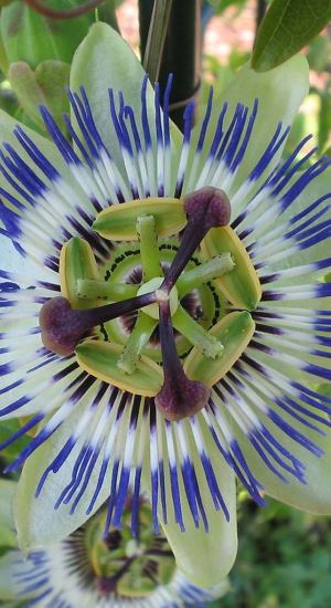 Passiflora caerulea - pot 10L - 175-200 cm