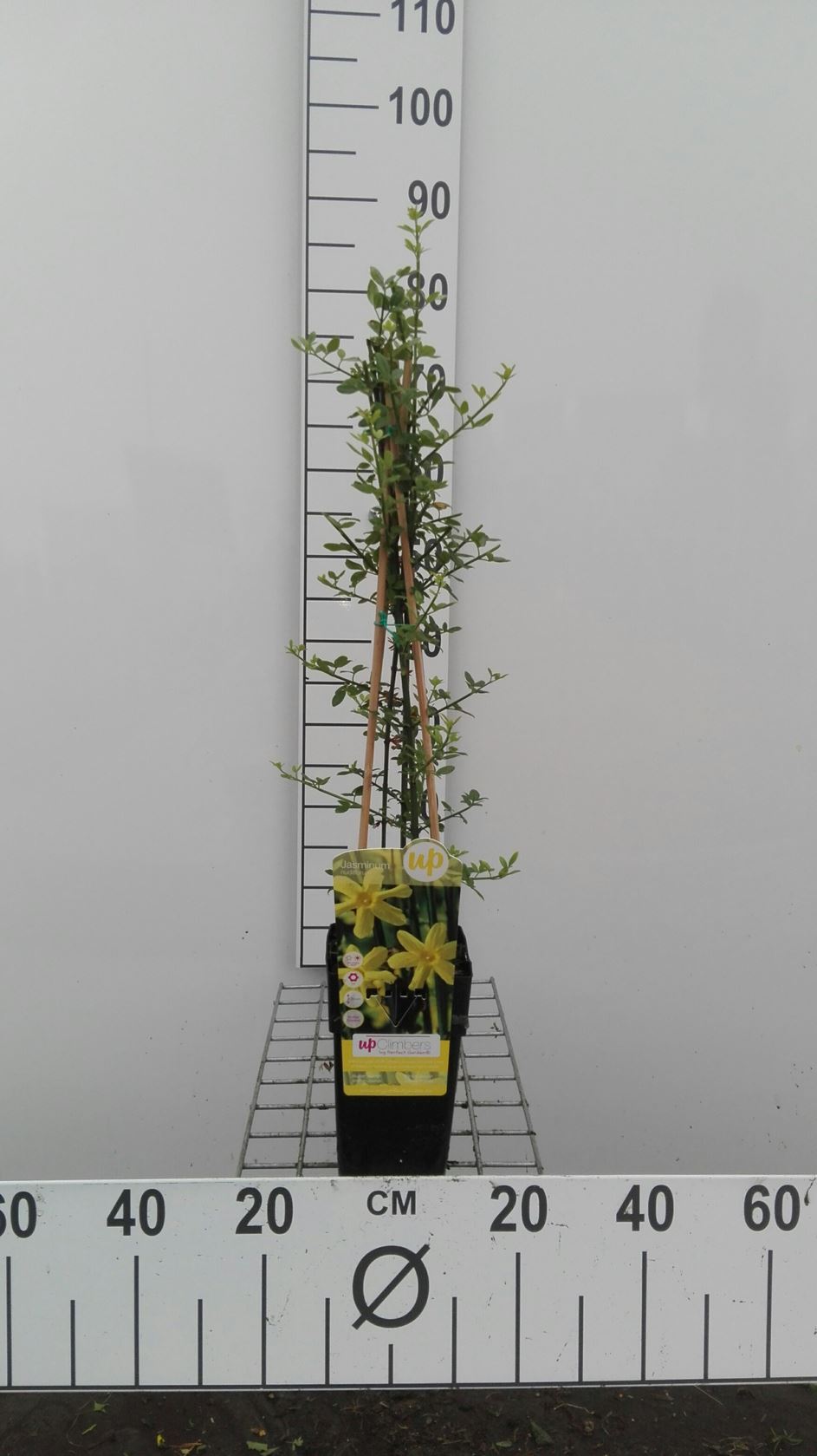 Jasminum nudiflorum - pot - 50-60 cm