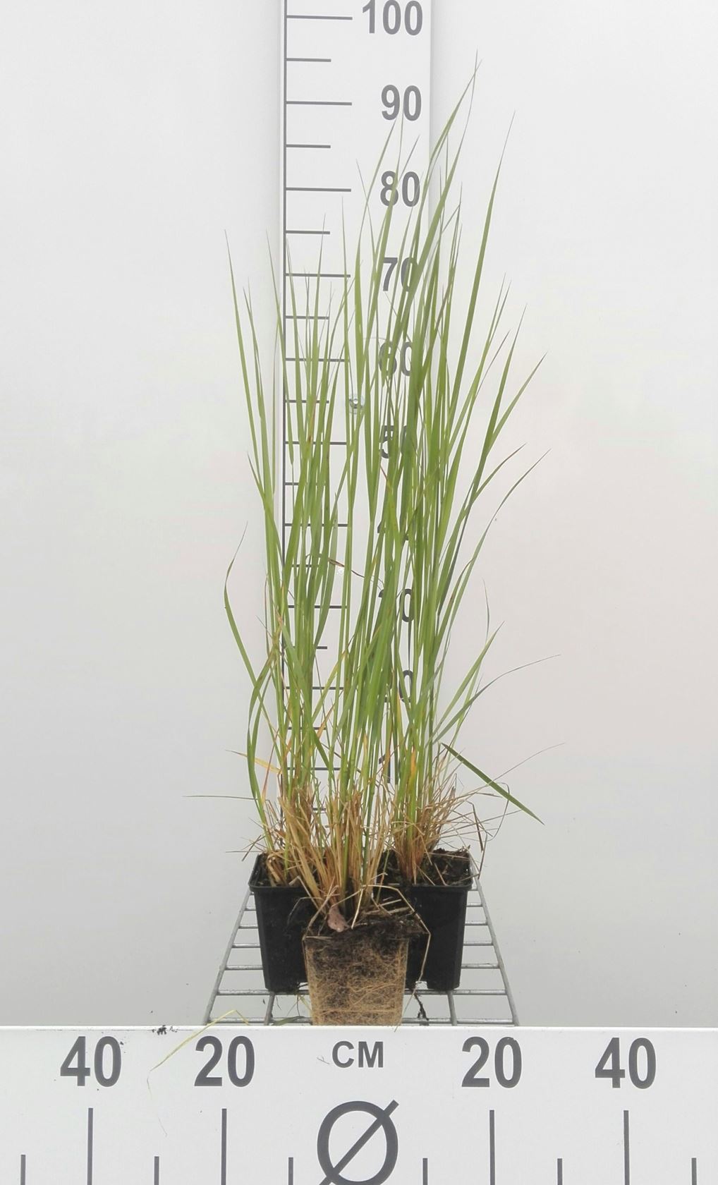 Calamagrostis x acutiflora 'Karl Foerster' - pot 9x9 cm