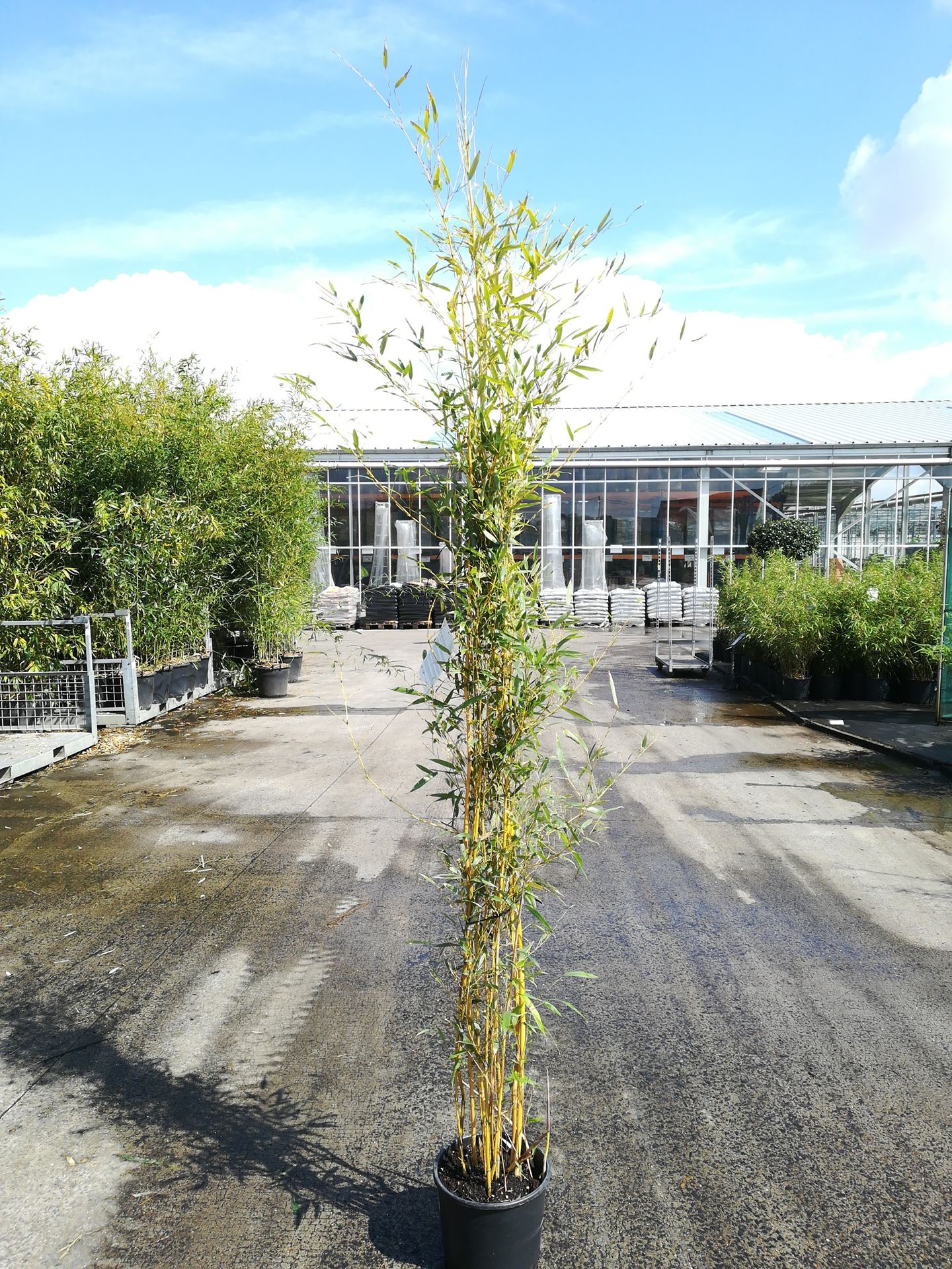 Phyllostachys aureosulcata 'Aureocaulis' - pot 18L - 150-200 cm