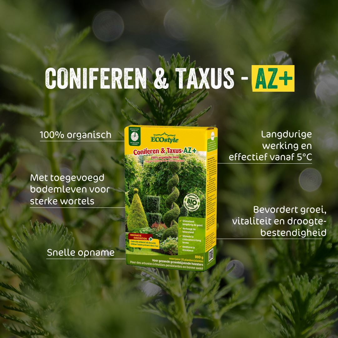 Coniferen-Taxus-AZ-1-6-kg