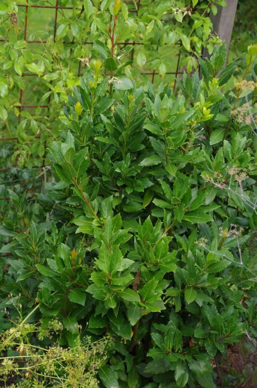 Plantenfiche-Laurus-nobilis-Laurier-