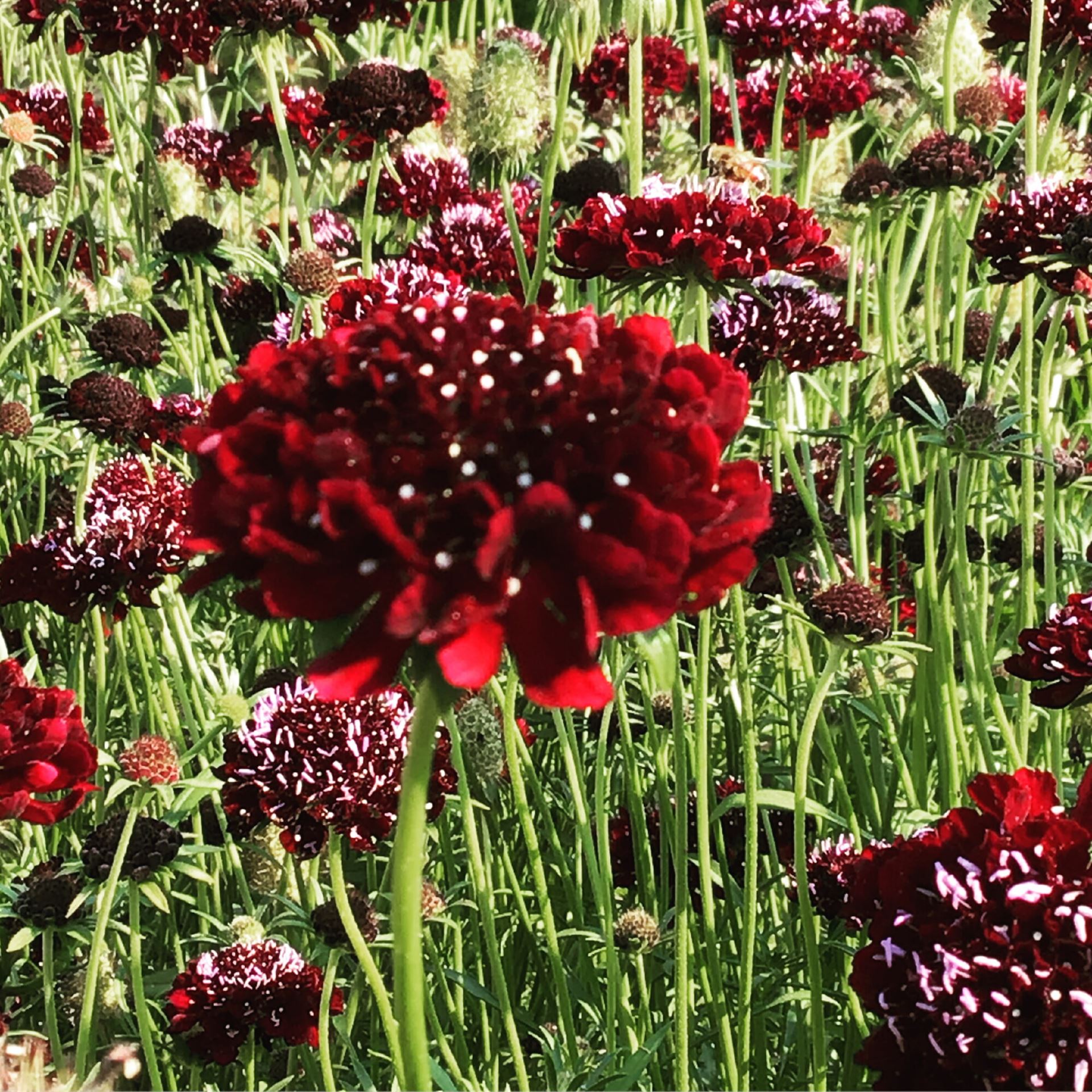 HTS-Scabiosa-Sweet-Paars