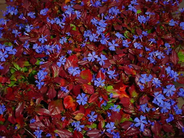 Plantenfiche-Ceratostigma-plumbaginoides