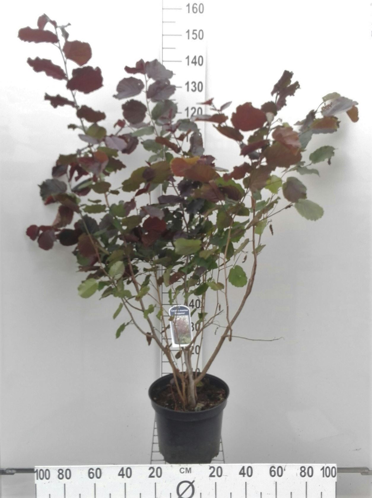 Corylus maxima 'Purpurea' - pot 10L - 80-100 cm