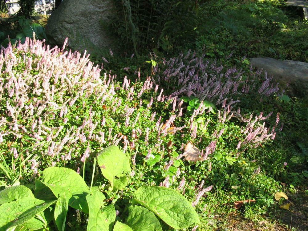 Plantenfiche-Persicaria-vacciniifolia