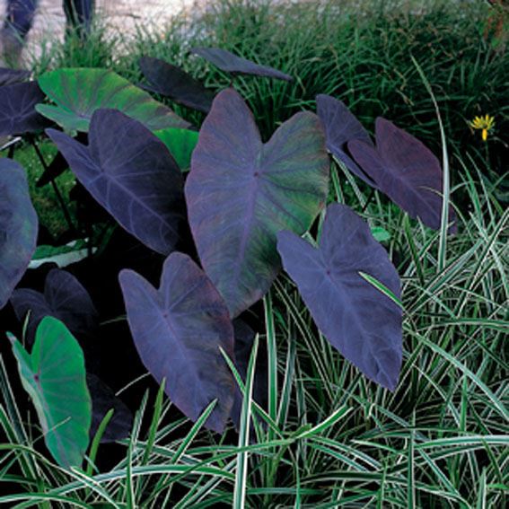 Colocasia esculenta 'Black Magic' - watermand ø18 cm