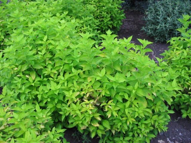 Plantenfiche-Philadelphus-coronarius-Aureus-