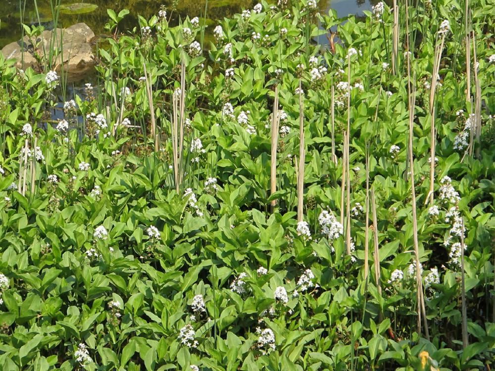 Plantenfiche-Menyanthes-trifoliata