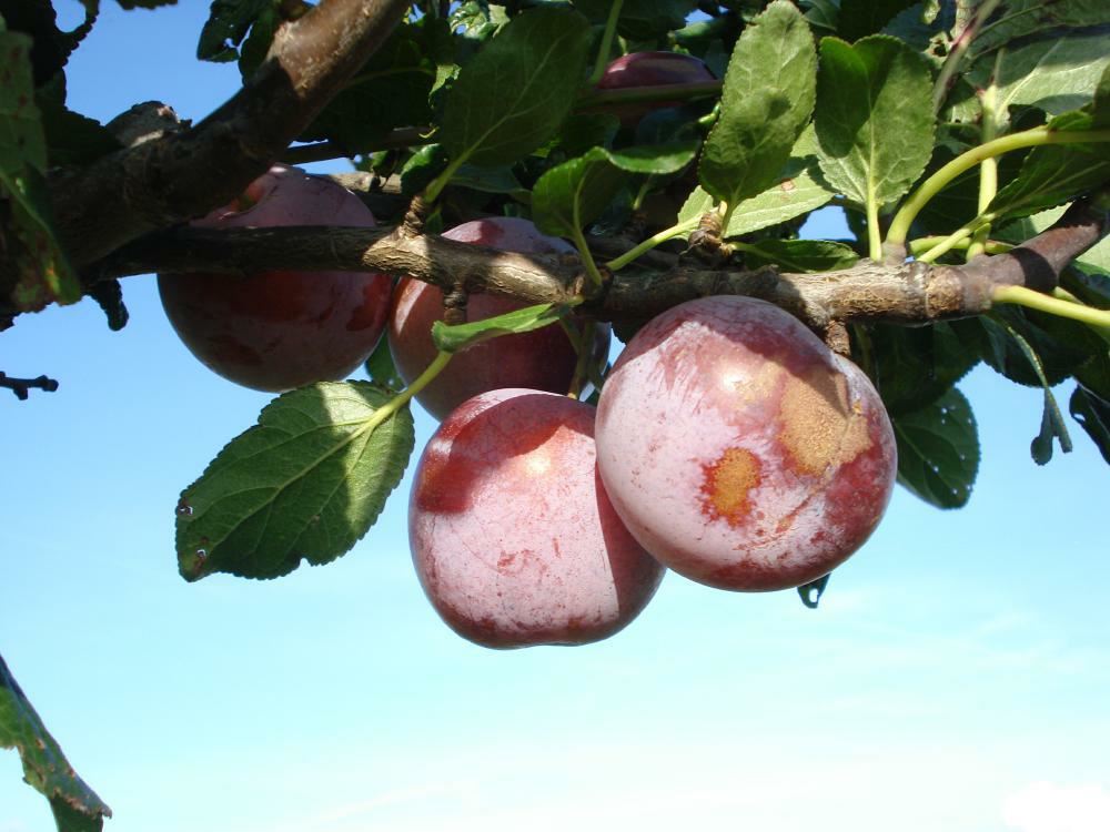 Plantenfiche-Prunus-domestica-Reine-Claude-d-Althan-Rode-pruim-