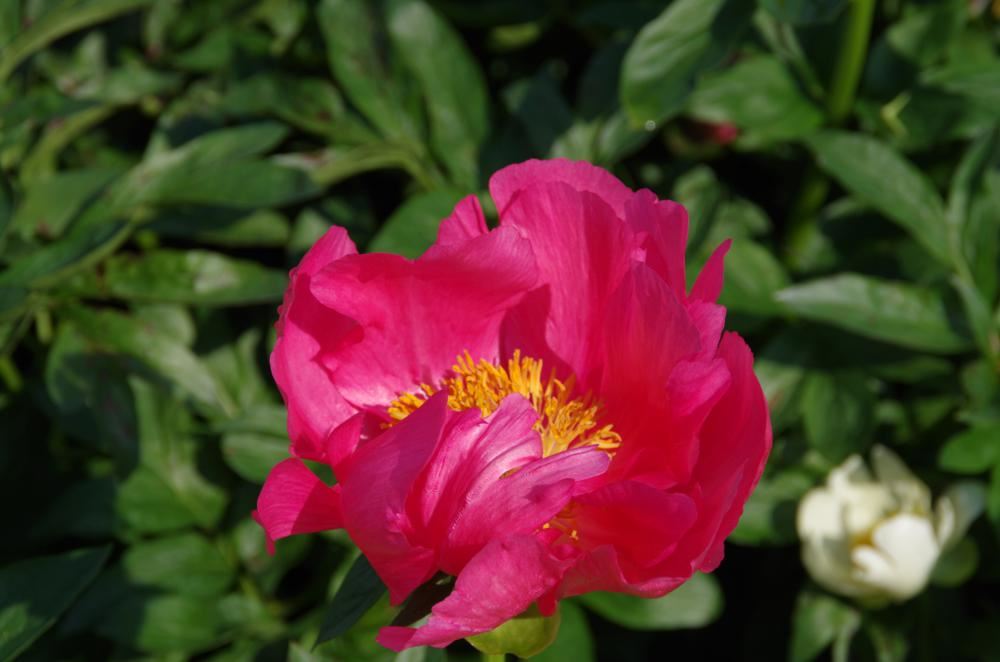 Plantenfiche-Paeonia-Flame-